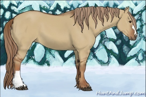 Horse Color:Red Dun