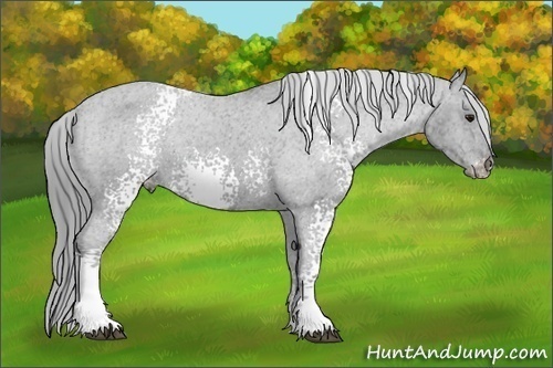Horse Color:White Spotted Black Chinchilla Ice Varnish Rabicano