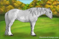 Horse Color:White Spotted Black Chinchilla Ice Appaloosa Rabicano