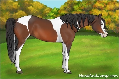 Horse Color:Bay Splash Tobiano