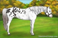 Horse Color:Brown Appaloosa
