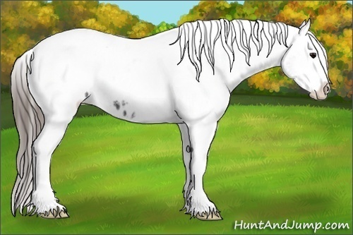 Horse Color:White Spotted Black Splash Tobiano Frame Appaloosa