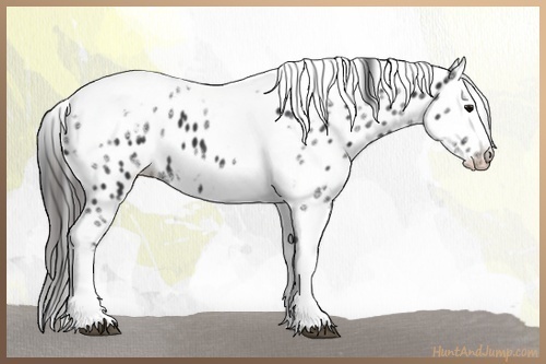 Horse Color:White Spotted Black Splash Tobiano Frame Appaloosa
