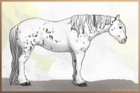 Horse Color:White Spotted Black Splash Tobiano Frame Appaloosa