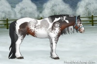 Horse Color:White Spotted Brown Tobiano 