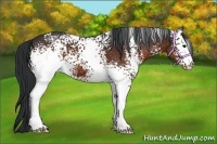 Horse Color:White Spotted Bay 