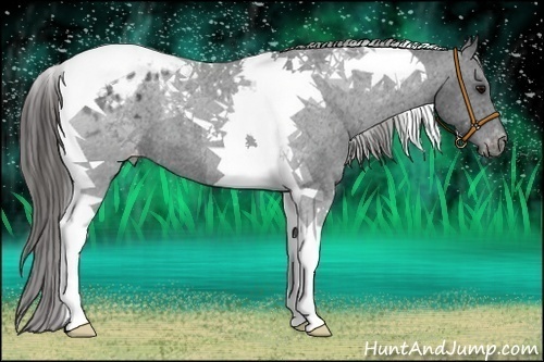 Horse Color:Black Tobiano Appaloosa 