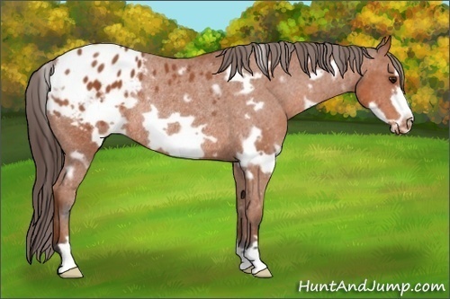 Horse Color:White Spotted Bay Frame Varnish Rabicano 