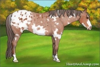Horse Color:White Spotted Bay Frame Varnish Rabicano