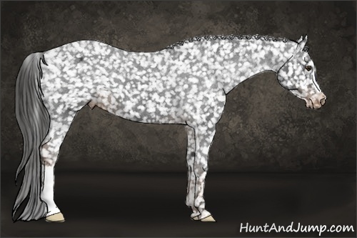 Horse Color:Liver Chestnut Snowflake Varnish