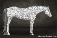 Horse Color:Liver Chestnut Snowflake Varnish 