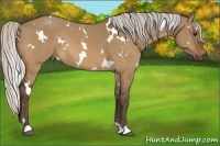 Horse Color:White Spotted Silver Bay Dun 