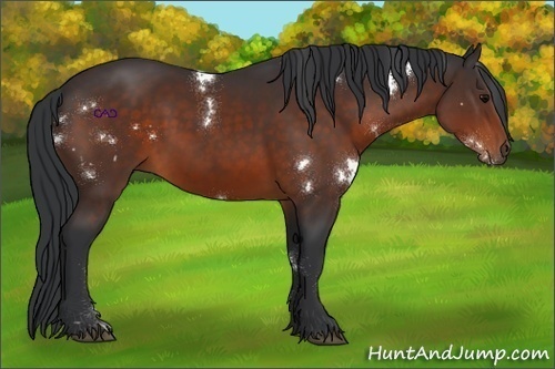 Horse Color:White Spotted Bay Rabicano 