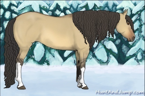 Horse Color:Buckskin Dun 