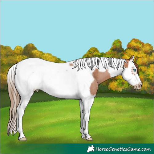 Horse Color:Brown Pearl Splash Tobiano Frame Rabicano 