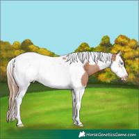 Horse Color:Brown Pearl Splash Tobiano Frame Rabicano