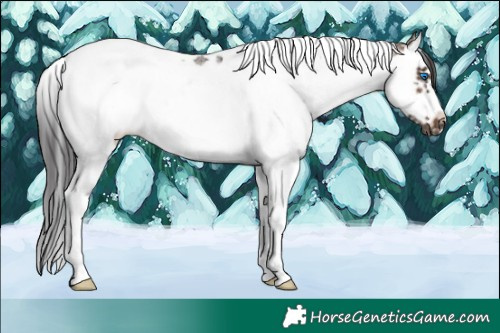 Horse Color:Brown Sabino Splash Tobiano Frame Rabicano