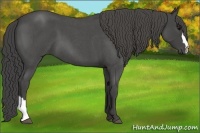 Horse Color:Smoky Blue Roan