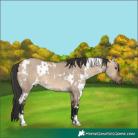 Horse Color:White Spotted Brown Dun 