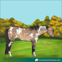 Horse Color:White Spotted Brown Dun 