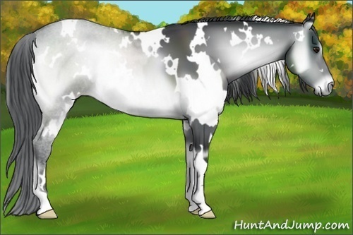 Horse Color:White Spotted Brown Chinchilla Onyx 