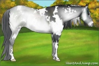 Horse Color:White Spotted Brown Chinchilla Onyx