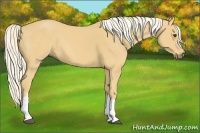 Horse Color:Palomino 