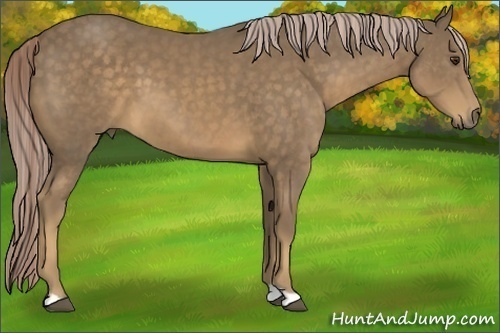 Horse Color:Chocolate Palomino 