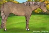 Horse Color:Chocolate Palomino 