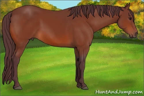 Horse Color:Chocolate Bay 