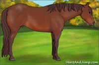 Horse Color:Chocolate Bay 