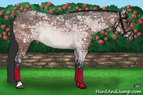 Horse Color:Bay Ice Roan 