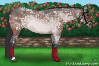 Horse Color:Bay Ice Roan 