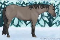 Horse Color:Grullo Rabicano 