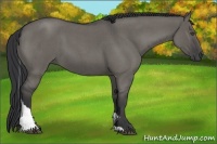 Horse Color:Grullo Roan Tobiano
