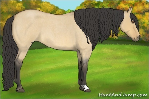 Horse Color:Buckskin Roan Dun 