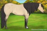 Horse Color:Buckskin Roan Dun 