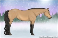 Horse Color:Buckskin 