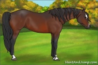 Horse Color:Bay Sabino 