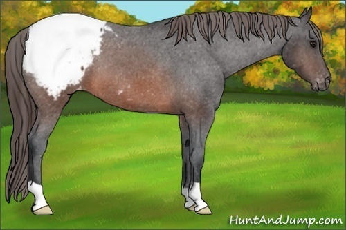 Horse Color:Brown Appaloosa 
