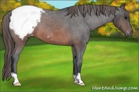 Horse Color:Brown Appaloosa