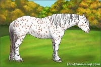 Horse Color:Bay Leopard