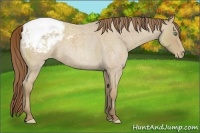 Horse Color:Amber Cream Champagne Roan Snowcap