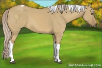 Horse Color:Palomino Dun Tobiano 