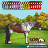 Horse Color:White Spotted Brown Tobiano 