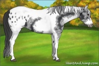 Horse Color:White Spotted Black Splash Tobiano Frame Appaloosa