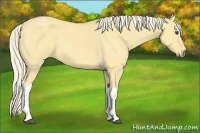 Horse Color:Palomino Dun Tobiano