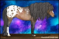 Horse Color:Bay Appaloosa