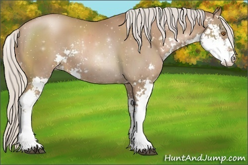Horse Color:Silver Black Pearl Sabino 