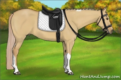 Horse Color:Palomino Dun Tobiano 